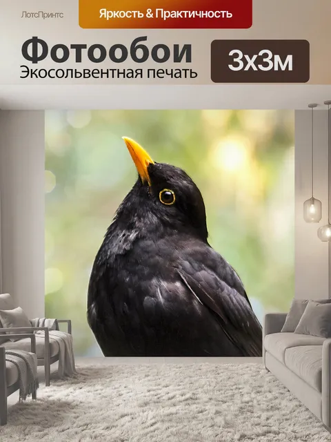 Фотообои Дрозд птица черный