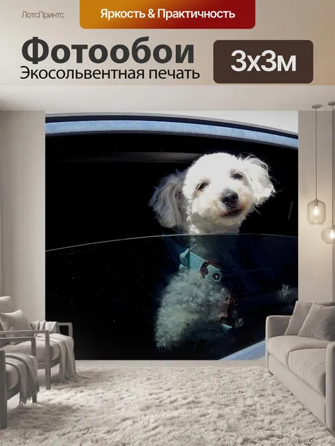 Фотообои Собака смотрит в окно автомобиля