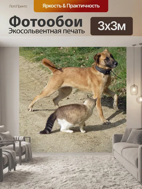 Фотообои Собака кошка