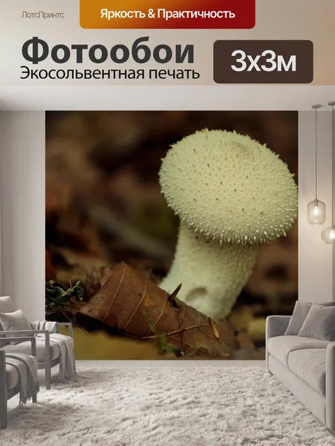 Фотообои Гриб