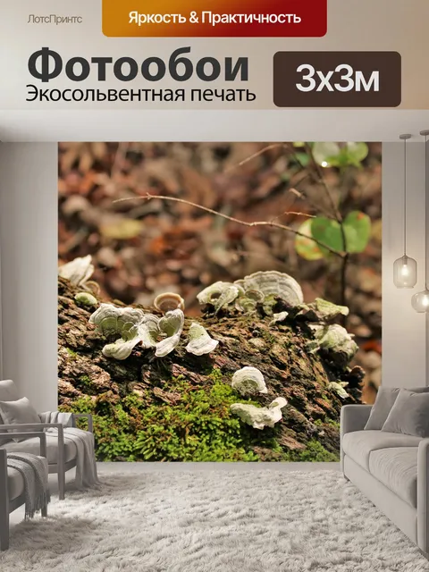 Фотообои Белый грибок на замшелом бревне