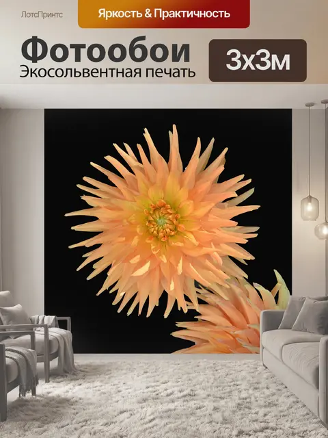 Фотообои Цветок хризантемы