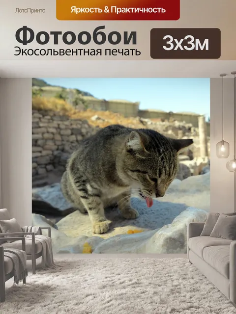 Фотообои Кошка