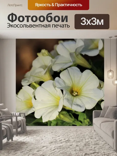 Фотообои Белые петунии крупным планом