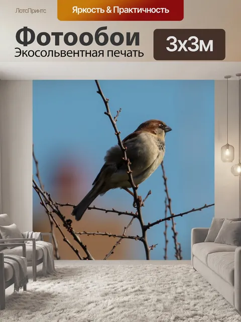 Фотообои Воробей