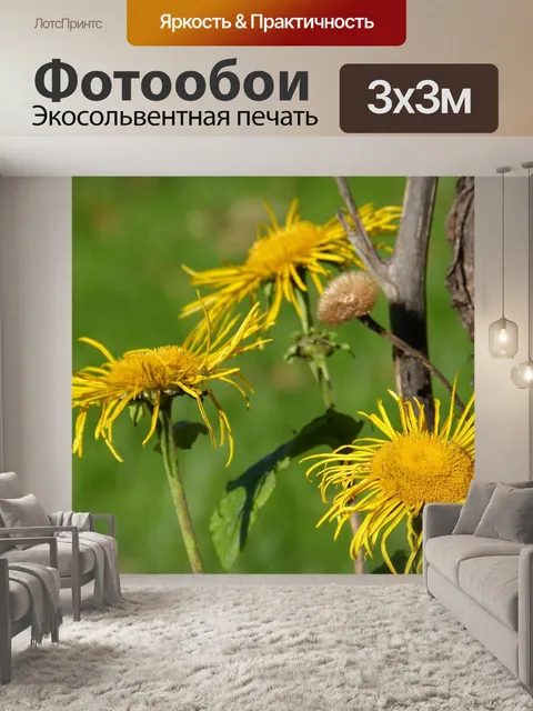 Фотообои Alant