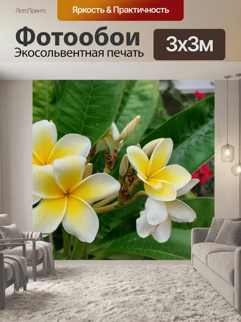 Фотообои Плюмерия Цветок