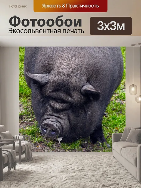 Фотообои Свинья