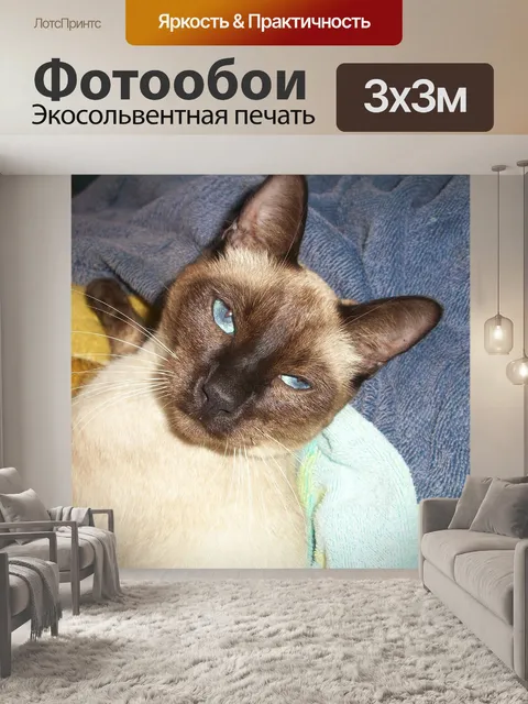 Фотообои Сиамская кошка
