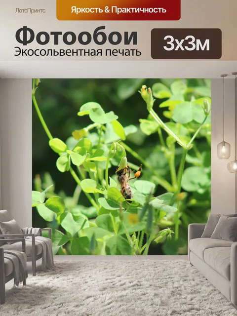 Фотообои Клевер-опылитель Пчела