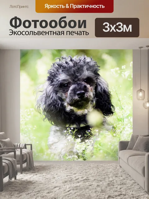 Фотообои Миниатюрный пудель
