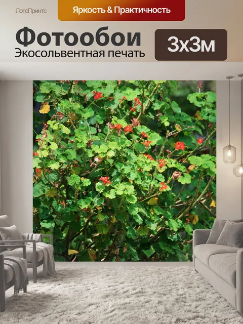 Фотообои Герань куст с красными цветами