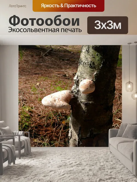 Фотообои Гриб