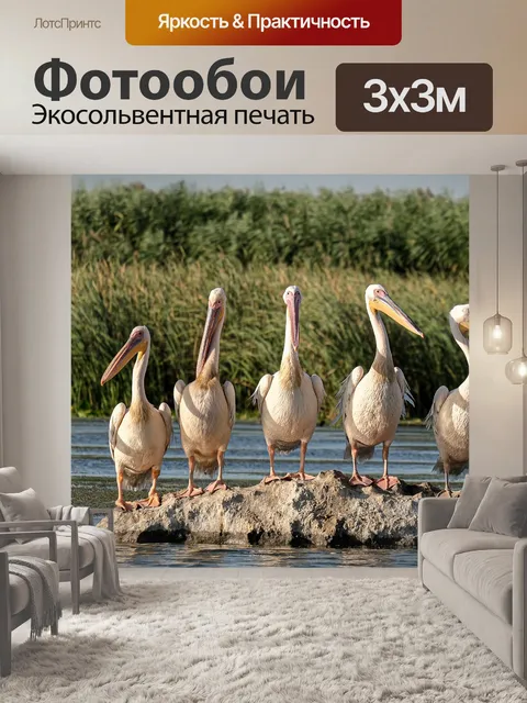 Фотообои Большие белые пеликаны