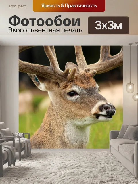 Фотообои Белый хвост оленя