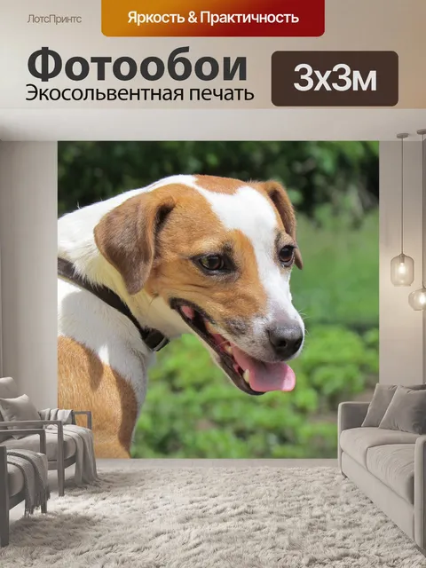 Фотообои Собака