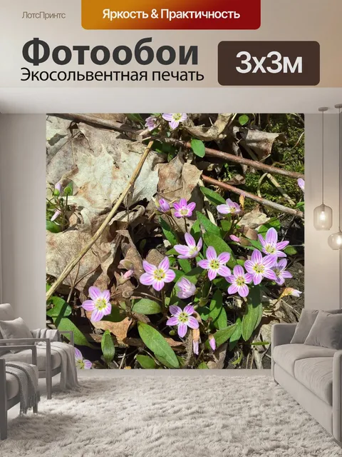 Фотообои Фиолетовые цветы весной