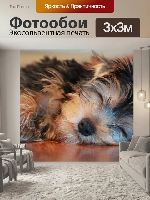 Фотообои Собака спит морда