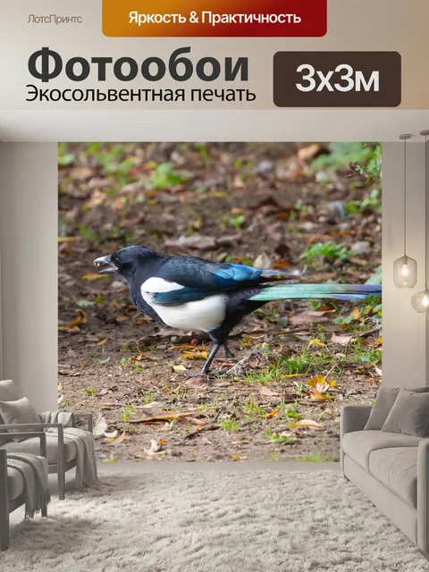 Фотообои Сорока