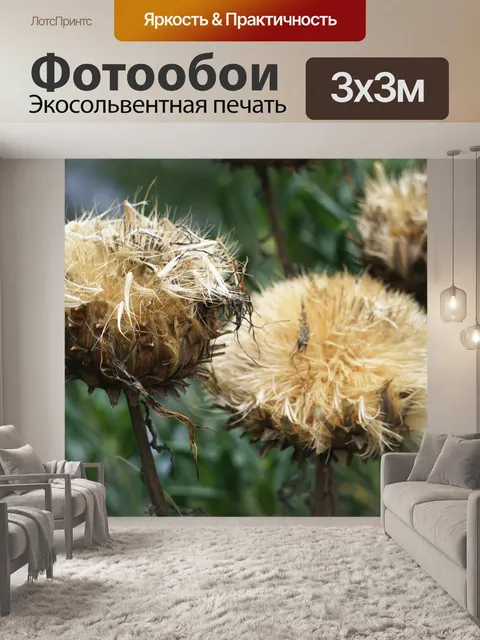 Фотообои Сушеный цветок артишока