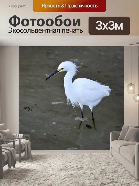 Фотообои Снежная белая цапля