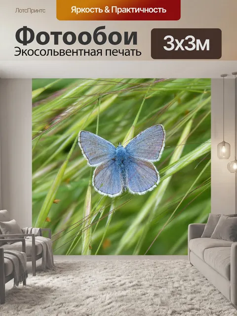 Фотообои Голубая бабочка
