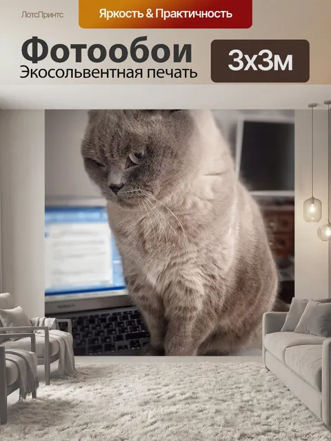 Фотообои Кот