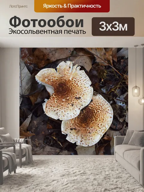 Фотообои Дождь-мокрая осень грибы