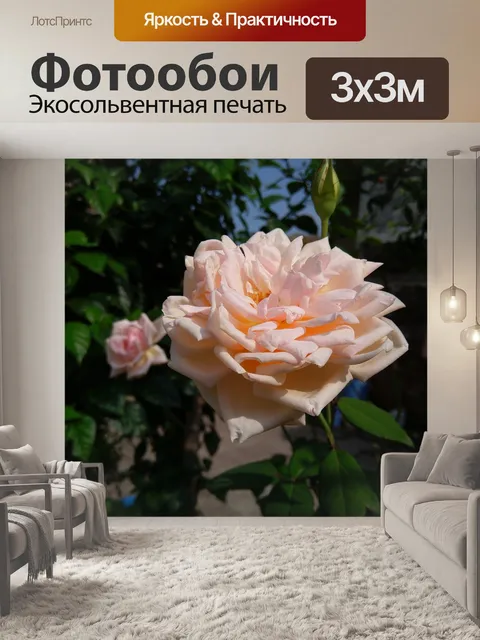 Фотообои Белая роза