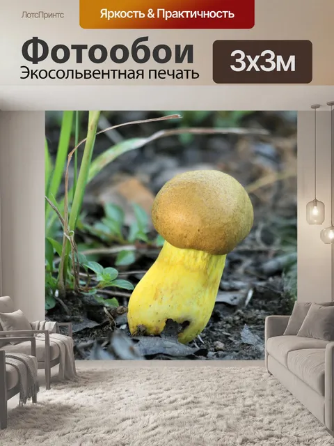 Фотообои Новый желтый гриб Bolete