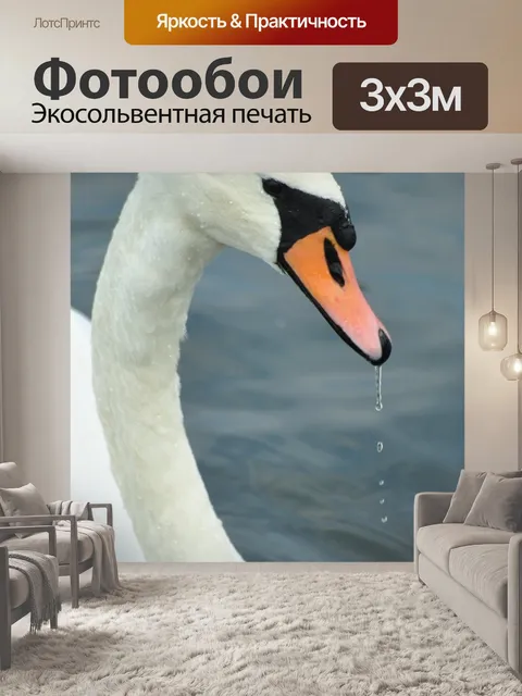 Фотообои Лебедь