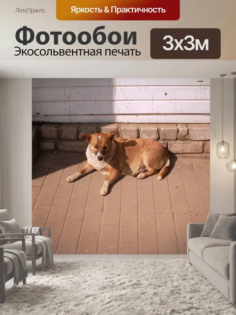Фотообои Бездомная собака лежит у стены