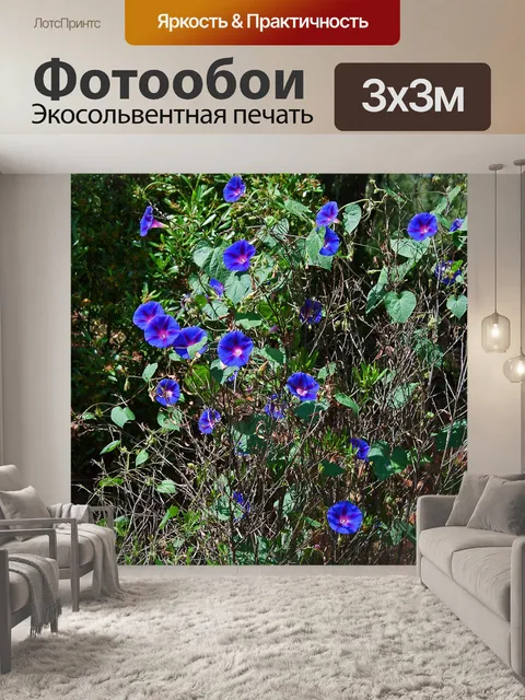 Фотообои фиолетовые цветы утренней славы