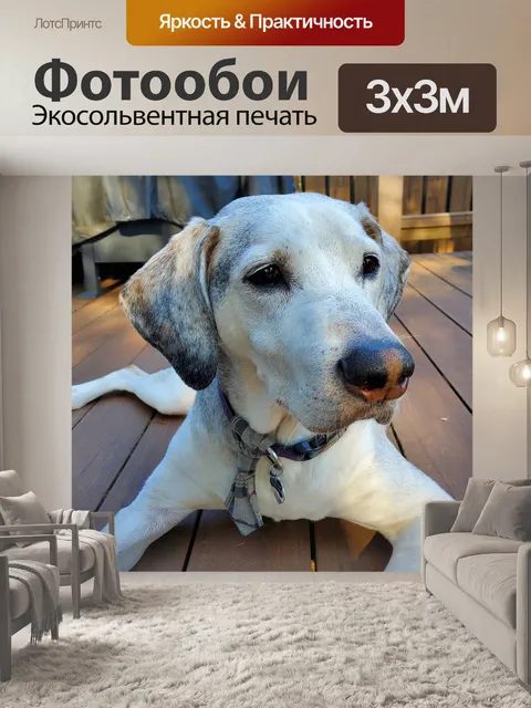 Фотообои Собака