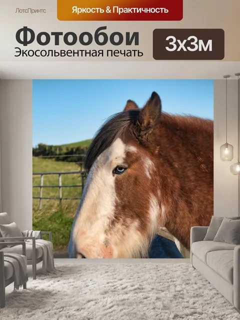 Фотообои Лошадь