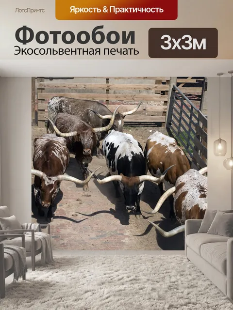 Фотообои Лонгхорна Крупный рогатый скот Драйв