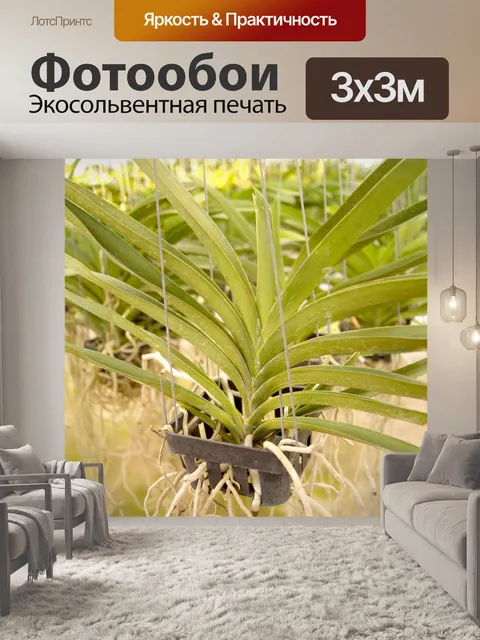 Фотообои Фото цветка орхидеи