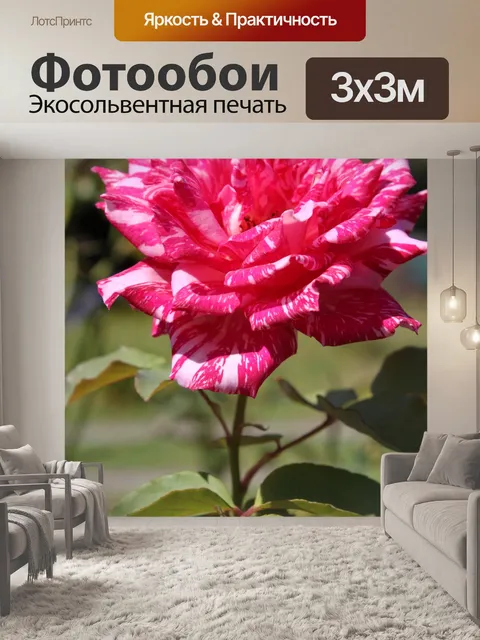 Фотообои читать роза с белыми полосками