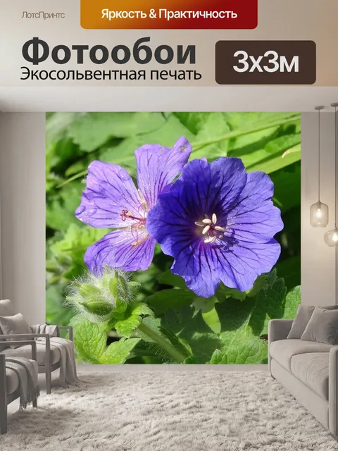 Фотообои Морозостойкая герань