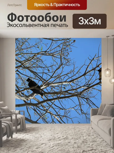 Фотообои Хищные птицы