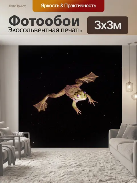 Фотообои Лягушка
