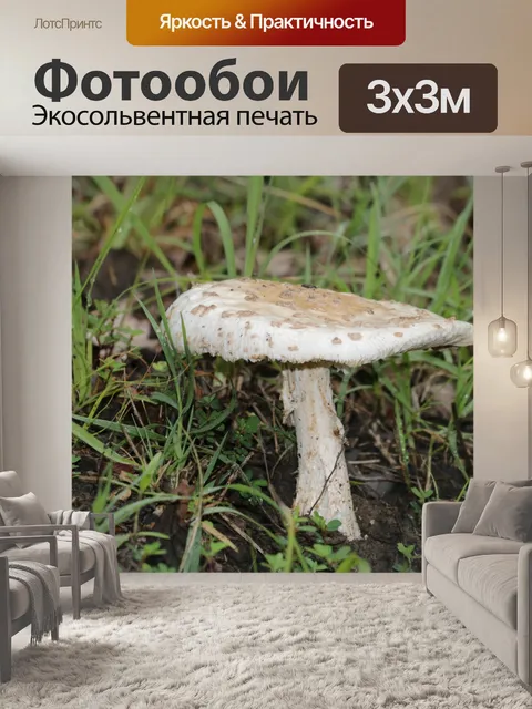 Фотообои Белый мухомор в траве