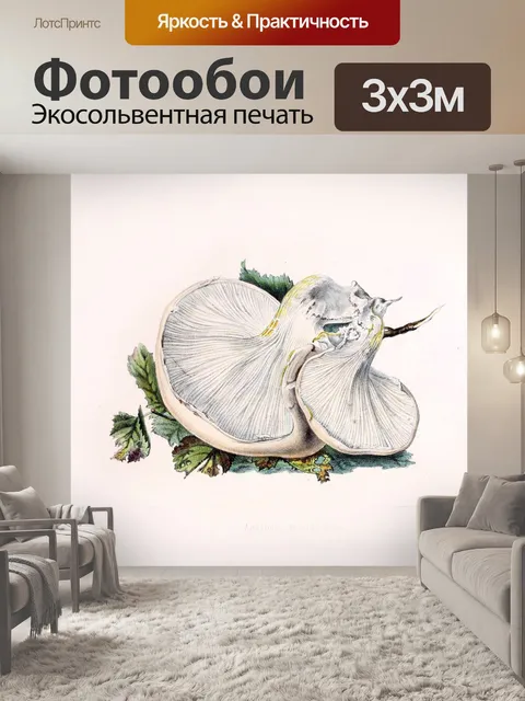 Фотообои Грибы винтаж арт старый