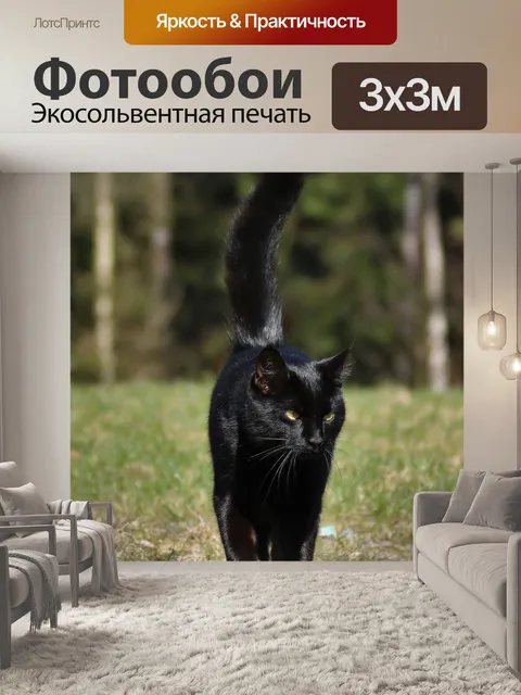Фотообои Кот