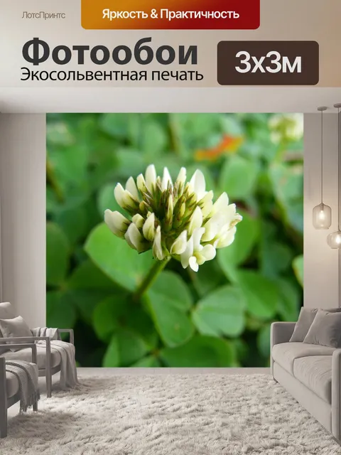 Фотообои Цветок клевера
