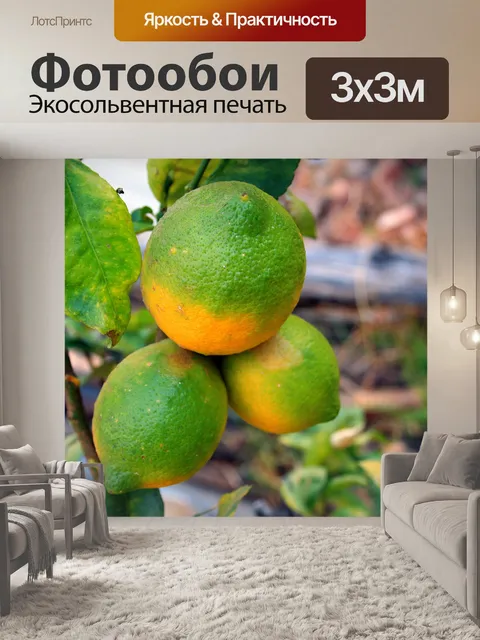 Фотообои три созревания лимонов