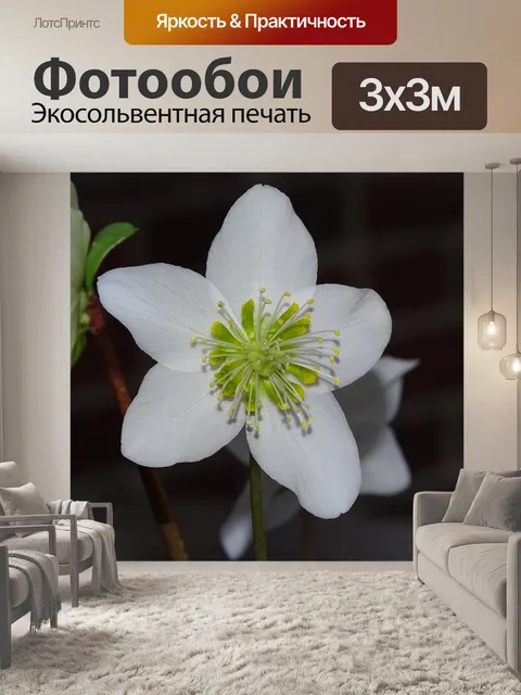 Фотообои Рождественская роза