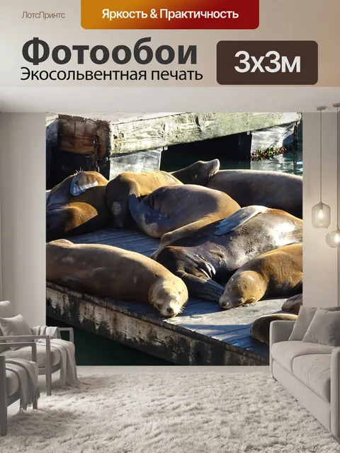 Фотообои Морской лев