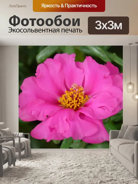 Фотообои Соцветия портулака