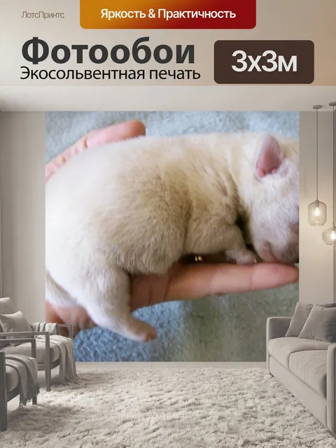 Фотообои Крошечный щенок в руки